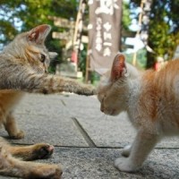 小拳拳捶你胸口_优十_先生