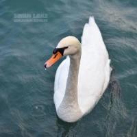 Swan Lake_Benjamin Ziegler,Pyotr Ilyich Tchaikovsky
