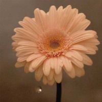 花は咲く_岩井俊二