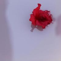 dead (feat. dillon)_SIN,Dillon