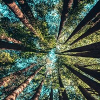 Serenity_Rest & Relax Nature Sounds Artists,Massage Therapy Music,Spa