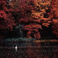 Scarlet Oak_L.Dre