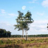 Dacem_I Am Oak