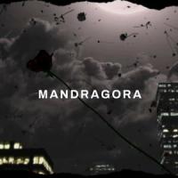 Staring At My Chest_Mandragora