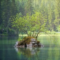 Forest Twilight_Massage Tribe,Spa,Best Relaxing Spa Music