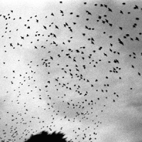 Carousel_A Blaze of Feather