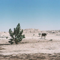 Alkhar Dessouf_Tinariwen