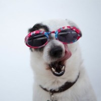 Awakening_Sleepy Dogs,Music for Pets Library,Music for Dog's Ears
