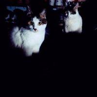 猫_王极