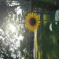 A Yellow Interlude_Hannah Raines