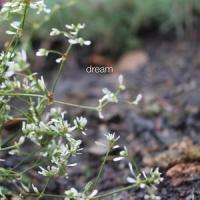 dream_Griffin