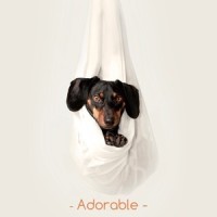 Easy Reflections_Sleepy Dogs,Music for Calming Dogs,Music for Leaving Dogs Home Alone