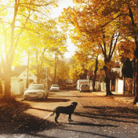 Death of Suburbia_Adam Green