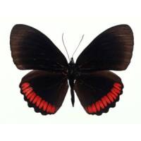 Aftermath_Monarch,Mark Craig,Boyfifty