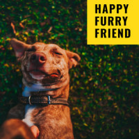 Cute Pets Music_Sleepy Dogs,Dog Music,Music for Dog's Ears
