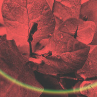 Sex for Breakfast_LoFi Waiter,Mood.,Shiloh Dynasty