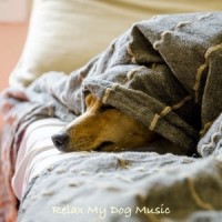 Always Search Within_Sleepy Dogs,Music for Calming Dogs,Music for Leaving Dogs Home Alone