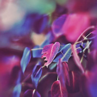 泪_言和