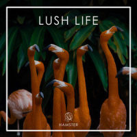 How Did We Get so Far Away_Hamster,Greg Cahn,Tree of Lyfe,Raz Klinghoffer,Lily Lewis Brickner Eakin,Bruce Steven Allen