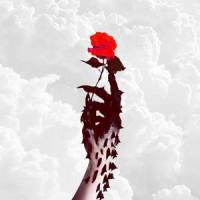 Tears (feat. Rxseboy & Duzzy)_David Alexander,Rxseboy,Duzzy