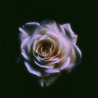 Fake Flowers_Zach Salter