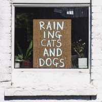Raining Cats and Dogs_Echobaby,Julianna Zachariou,Josh Flowers