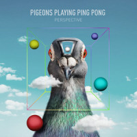 Whirled_Pigeons Playing Ping Pong