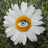 Daisies_Ryan Caraveo