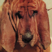 California Commercial_Ty Segall