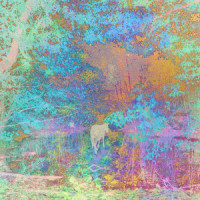 Wiseguy_Thousand Years,Blue Foundation