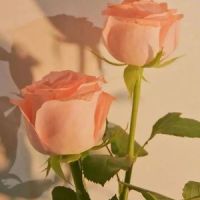 爱拼才会赢_胎教音乐