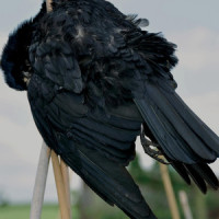 Red Blooded Males_Red Kite