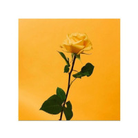 Someday I Will Find the Perfect One_Monty Datta,Daniel Dawasi
