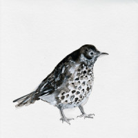 Dawn Chorus_Cosmo Sheldrake