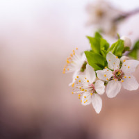 Spring Is Coming_Austin Farwell