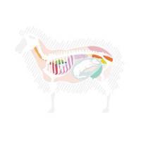 Lily_Manic Sheep
