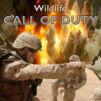 Welcome to the Jungle_Wildlife