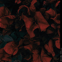 Love & Hate_Skylark