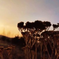 Primordial_光辉君主changedada,Empty