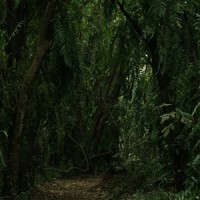 Dewey Moss in Trees_Lullaby Babies,Wellness,Guided Meditation Music Zone