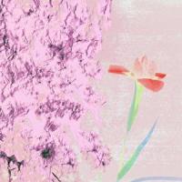 See Me_Trick Flower