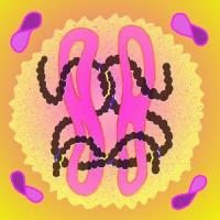 A Real Thing_The Beths