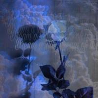 Dream a Little Dream of Me_Zara