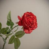 The River and the Thorns_Sheepwave