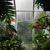 Peace in the Pine Forest_Spa,Relaxing Music Therapy,Rain Sounds Nature Collection