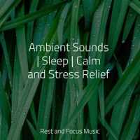 Carried by the Breeze_Oasis de Détente et Relaxation,Sleepy Times,Nature Sounds Nature Music