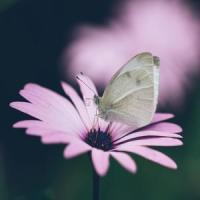 Bleib bei uns, denn es will Abend werden, BWV 6_Breve Orchestra,Johann Sebastian Bach