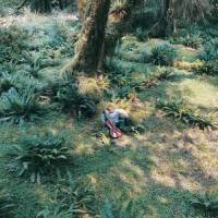 Half Moon Glow_Lo-Fang,Amber Hurst-Martin,Carlos Nino,Lucky Paul,Tree Frogs