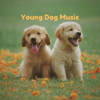 Sweet Amps_Piano Peace,Pet Music Therapy,Pets Love Music