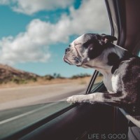 Strings and Feelings_Sleepy Dogs,Music for Calming Dogs,Music for Leaving Dogs Home Alone